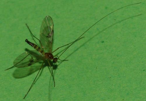 Réf. 309 210 : Macrocera centralis
